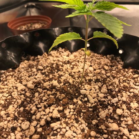 Amnesia Haze growlog timeline photo