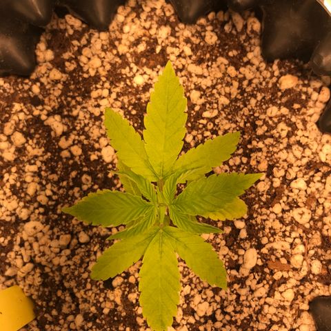 Cheese growlog timeline photo