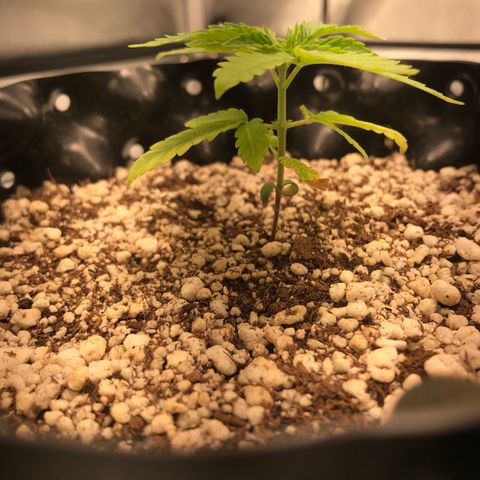 Cheese growlog timeline photo