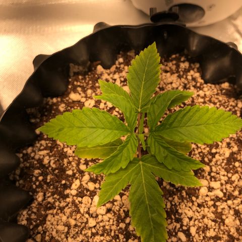 Amnesia Haze growlog timeline photo