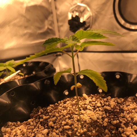 Amnesia Haze growlog timeline photo