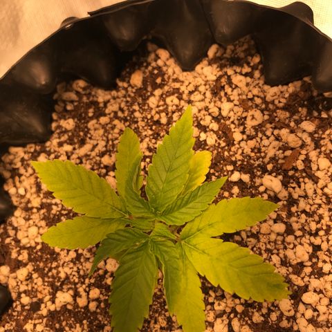 Cheese growlog timeline photo
