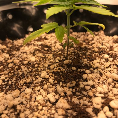 Cheese growlog timeline photo