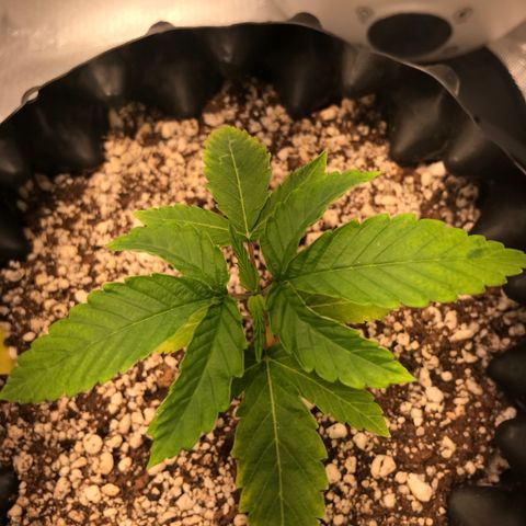 Amnesia Haze growlog timeline photo