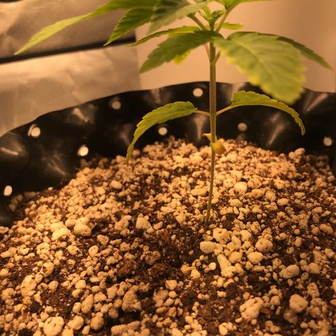 Amnesia Haze growlog timeline photo