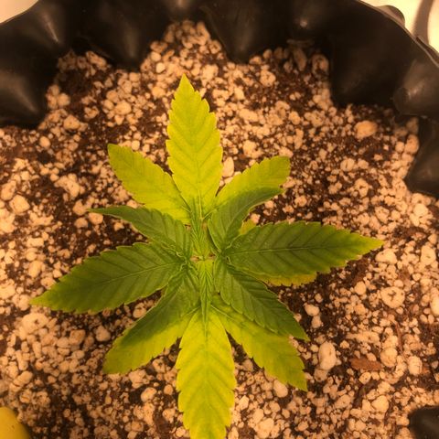 Cheese growlog timeline photo