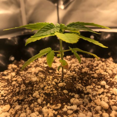 Cheese growlog timeline photo