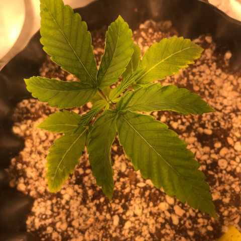 Amnesia Haze growlog timeline photo