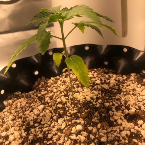 Amnesia Haze growlog timeline photo