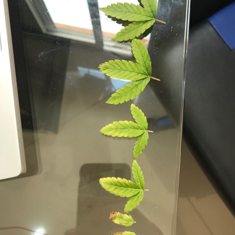 Cheese growlog photo: Remoção dos 3 pares inicias em virtude de perda de verde. Orientado por Fernando FMind.
