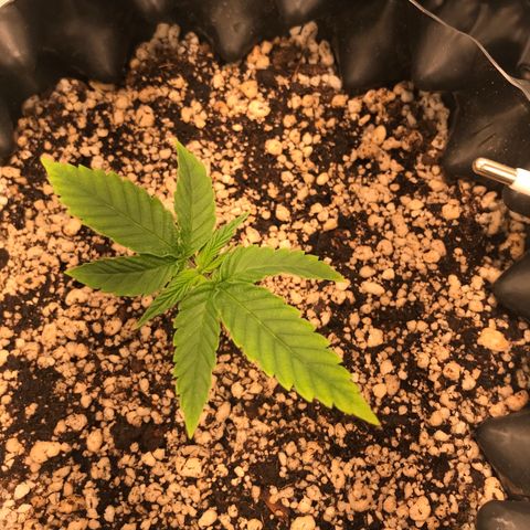Cheese growlog photo: Depois da poda para remoção das folhas claras.