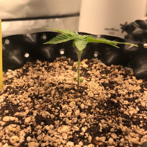 Cheese growlog photo: Depois da poda para remoção das folhas claras.