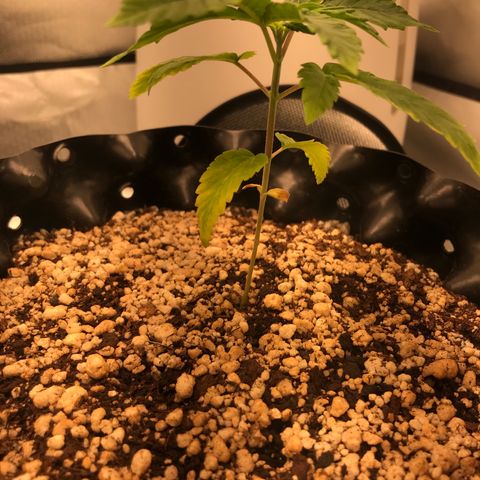 Amnesia Haze growlog timeline photo