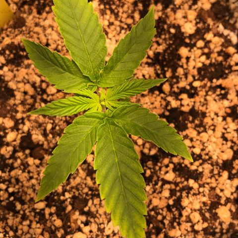 Cheese growlog timeline photo