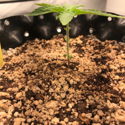 Cheese growlog timeline photo