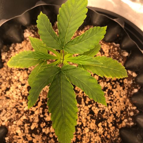 Amnesia Haze growlog timeline photo