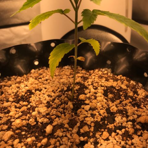 Amnesia Haze growlog timeline photo