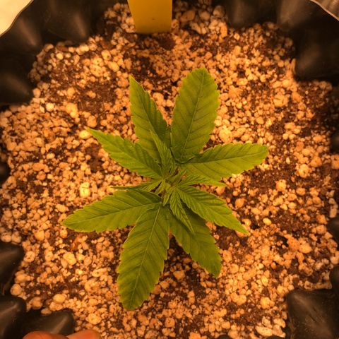 Cheese growlog timeline photo