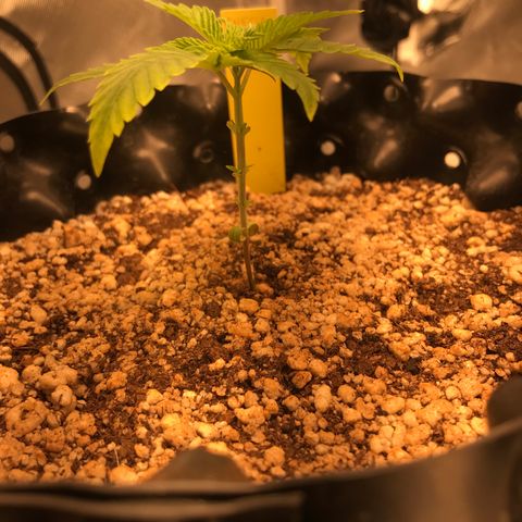 Cheese growlog timeline photo