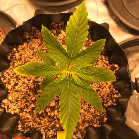 Amnesia Haze growlog timeline photo