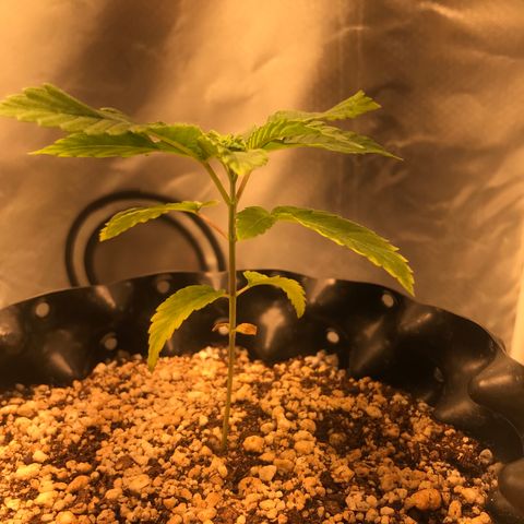 Amnesia Haze growlog timeline photo