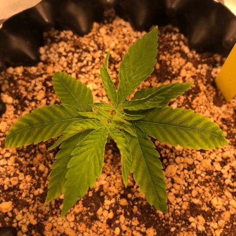 Cheese growlog timeline photo