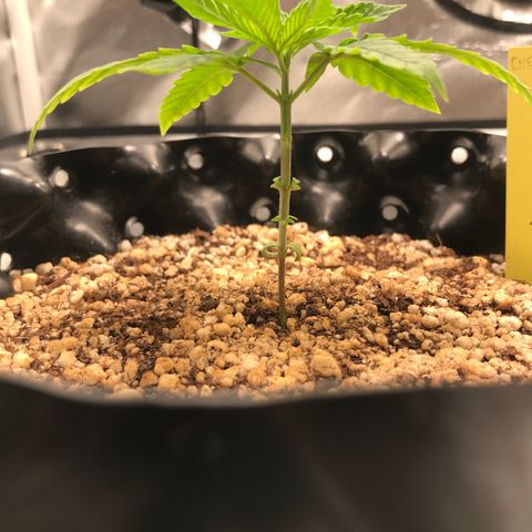 Cheese growlog timeline photo