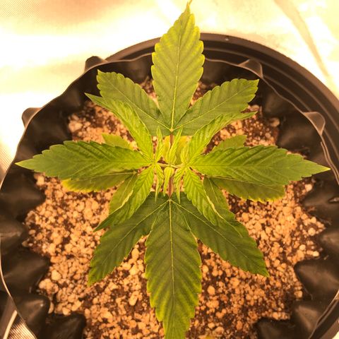 Amnesia Haze growlog timeline photo