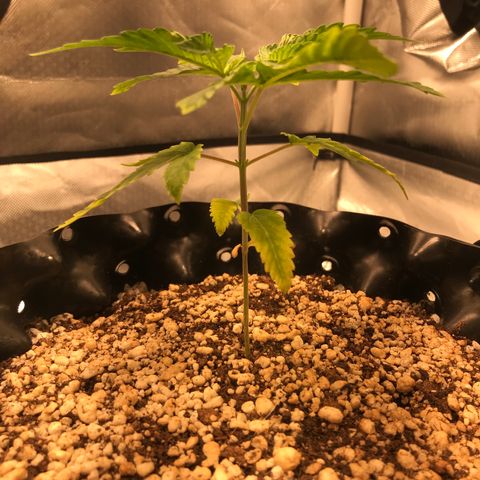 Amnesia Haze growlog timeline photo