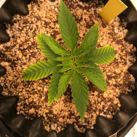 Cheese growlog timeline photo