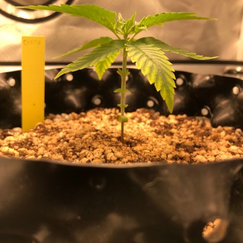 Cheese growlog timeline photo