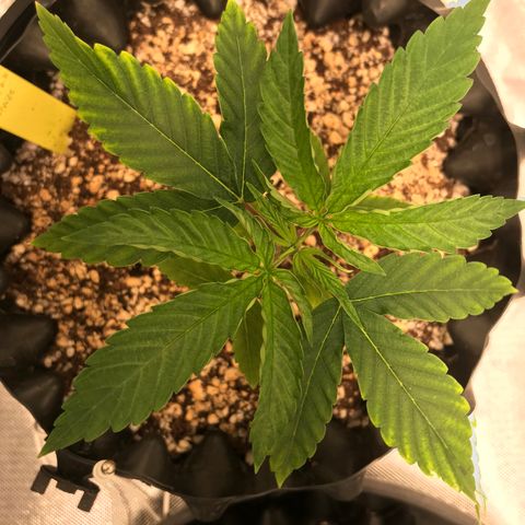 Amnesia Haze growlog timeline photo