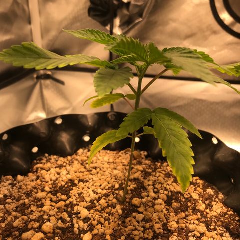 Amnesia Haze growlog timeline photo