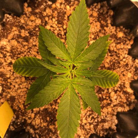 Cheese growlog timeline photo