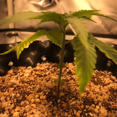 Cheese growlog timeline photo