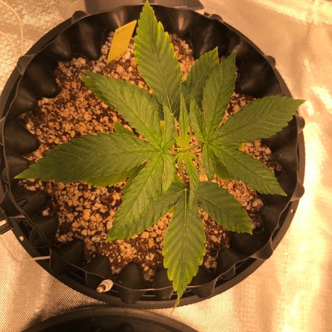 Amnesia Haze growlog timeline photo
