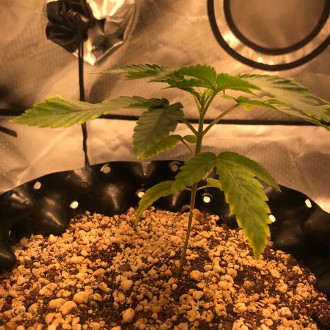 Amnesia Haze growlog timeline photo