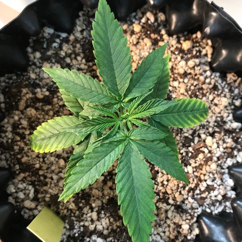 Cheese growlog timeline photo
