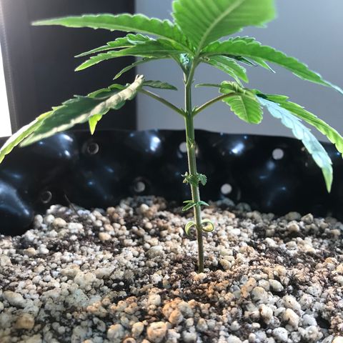 Cheese growlog timeline photo