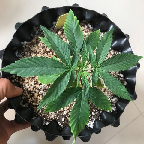 Amnesia Haze growlog timeline photo