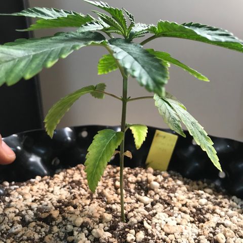 Amnesia Haze growlog timeline photo