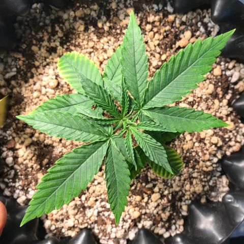 Cheese growlog timeline photo