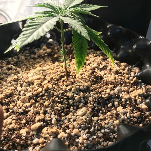 Cheese growlog timeline photo