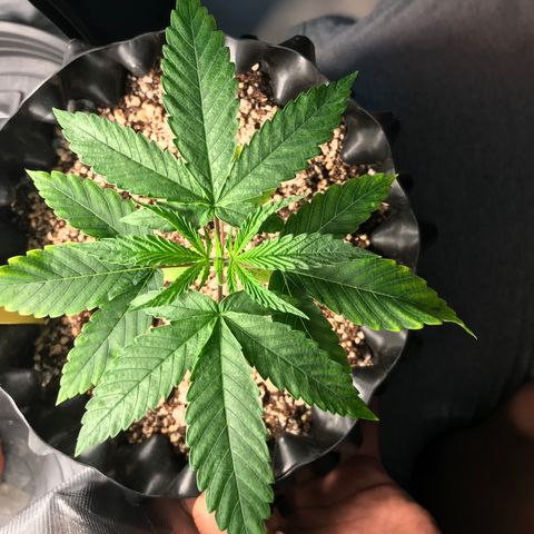 Amnesia Haze growlog timeline photo