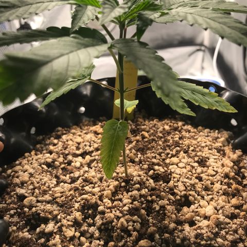 Amnesia Haze growlog timeline photo