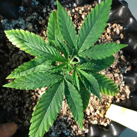 Cheese growlog timeline photo
