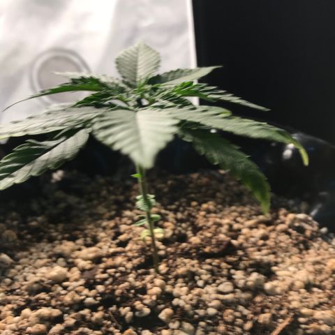 Cheese growlog timeline photo