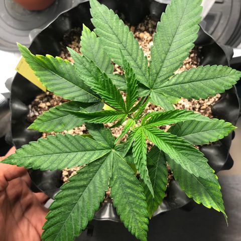 Amnesia Haze growlog timeline photo