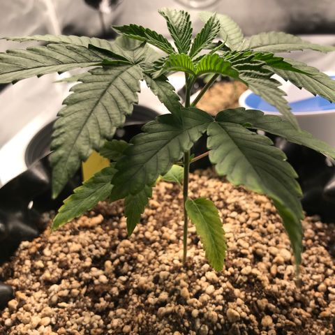 Amnesia Haze growlog timeline photo