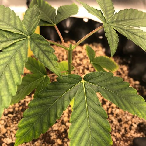 Amnesia Haze growlog photo: Foto 20:10 após primeira poda Topping